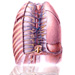 Videá k praktickým cvičeniam z anatómie - hrudník a dýchací systém