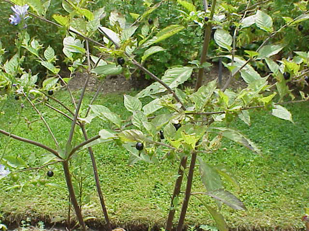 Obrázok 5 - Akcidentálna intoxikácia plodmi Antropa belladona
