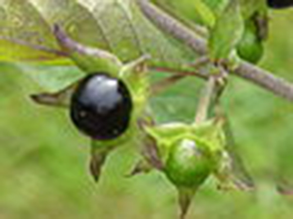 Obrázok 6 - Akcidentálna intoxikácia plodmi Antropa belladona