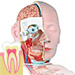 Anatómia 2 pre študentov Zubného lekárstva