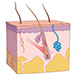 Basic Skin Structure and Function, Dermatologic Terminology