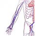 Topics for practical lessons from Anatomy 1 for students of General Medicine
