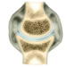 Clinical anatomy - lectures for students of General Medicine