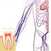 Topics for practical lessons from Anatomy 1 for students of Dental Medicine
