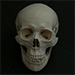 Videos for practical lessons from Anatomy 3 - Skull
