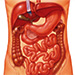 Videos for practical lessons from Anatomy - digestive system, abdomen