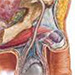 Vrodené anomálie mužského genitálu - príznaky, diagnostika, operačná liečba