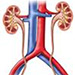 Vrodené anomálie uropoetického systému - patofyziológia, príznaky, diagnostika, operačná liečba